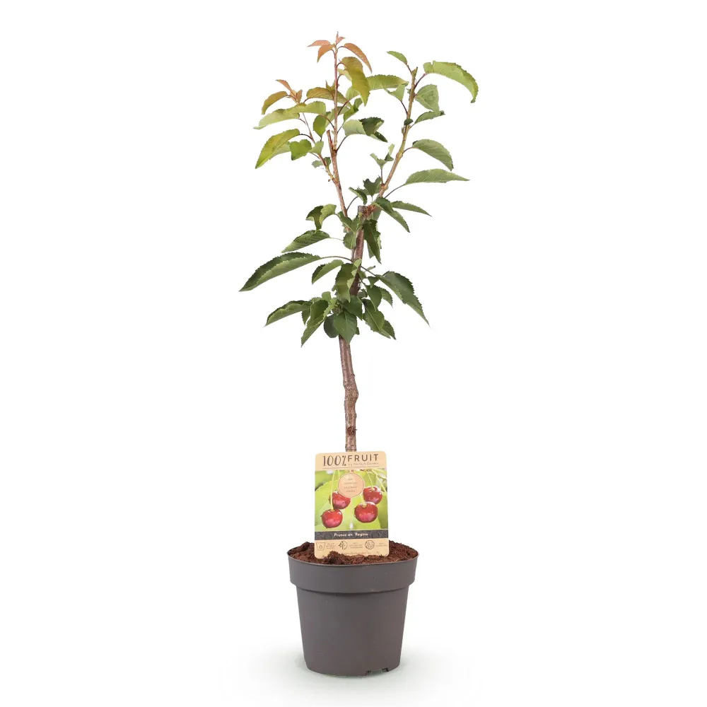 🍒 Prunus avium ‘Regina’ – Kersenboom Everspring