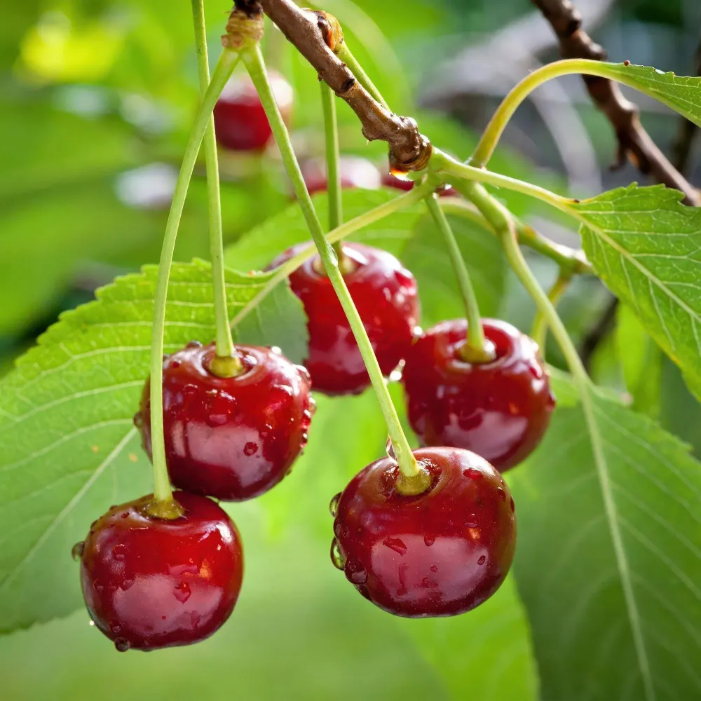🍒 Prunus avium ‘Regina’ – Kersenboom Everspring