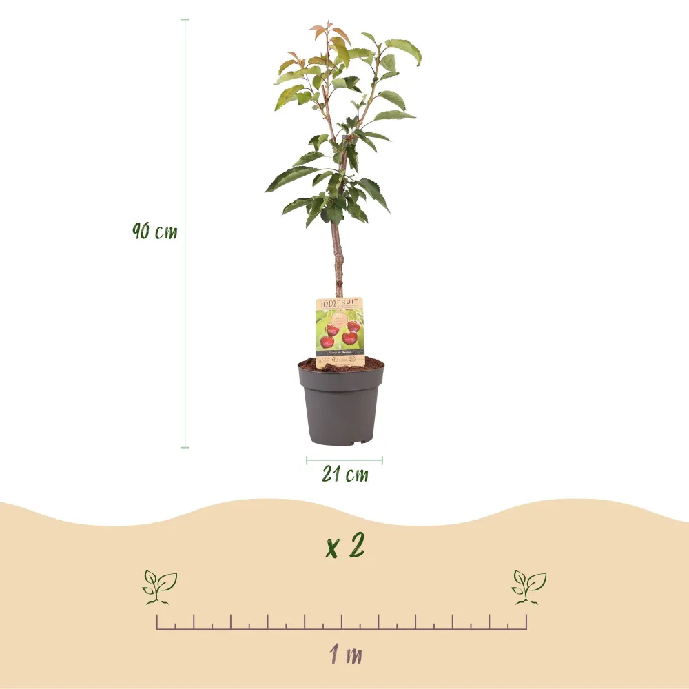 🍒 Prunus avium ‘Regina’ – Kersenboom Everspring