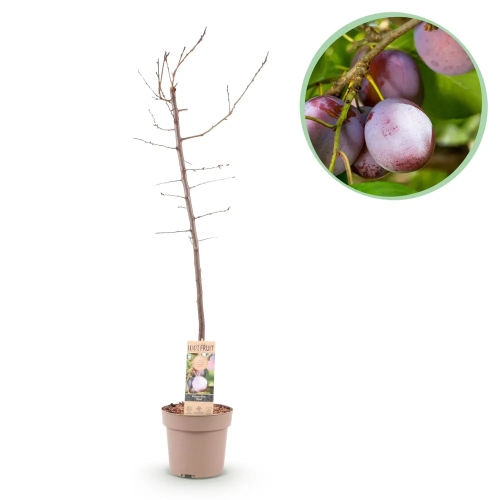 🍑 Prunus domestica ‘Opal’ – Pruimenboom Everspring