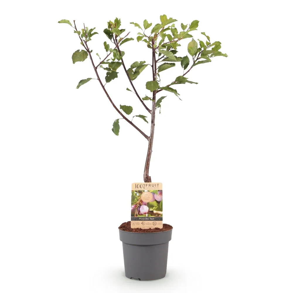 🍑 Prunus domestica ‘Opal’ – Pruimenboom Everspring
