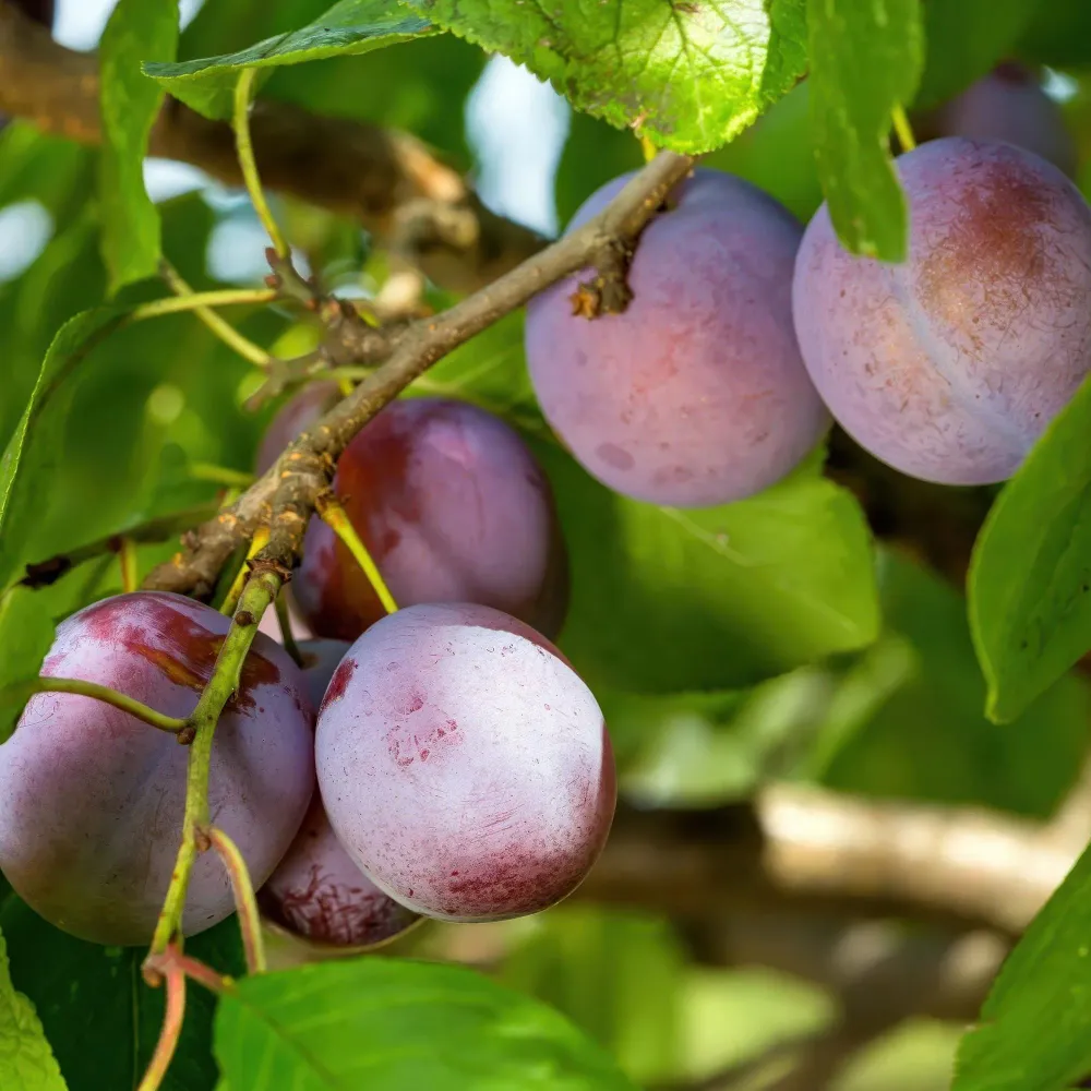 🍑 Prunus domestica ‘Opal’ – Pruimenboom Everspring