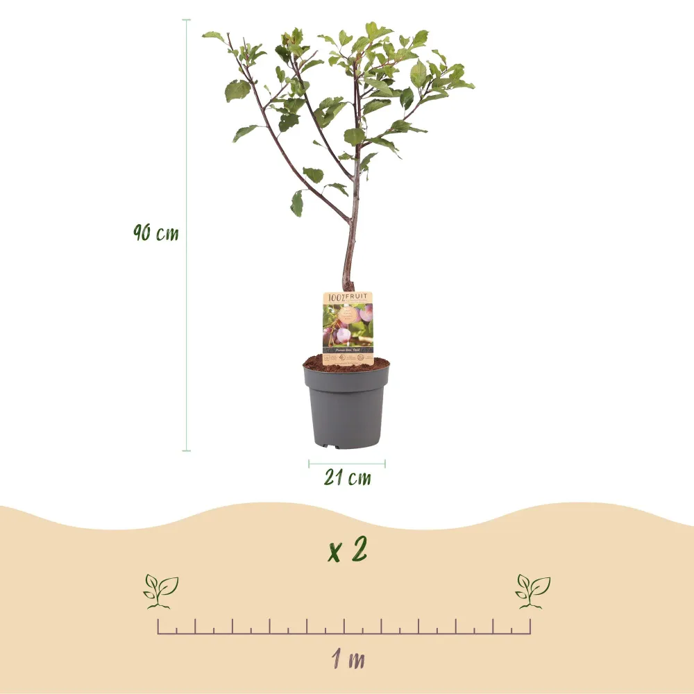 🍑 Prunus domestica ‘Opal’ – Pruimenboom Everspring