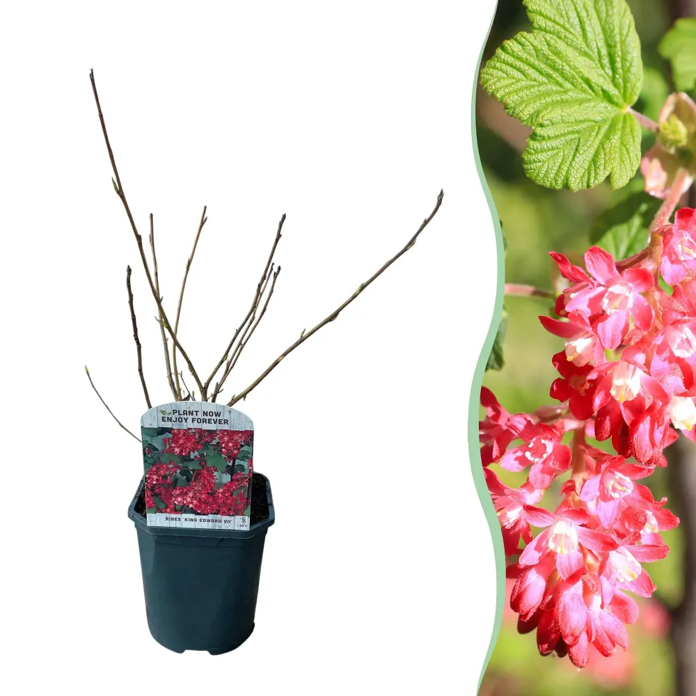 ❤️ Ribes sanguineum ‘King Edward’ – Sierbes Everspring