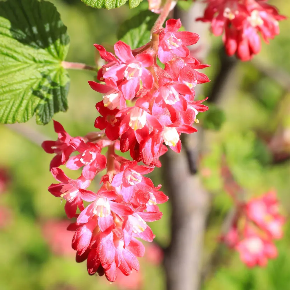 ❤️ Ribes sanguineum ‘King Edward’ – Sierbes Everspring