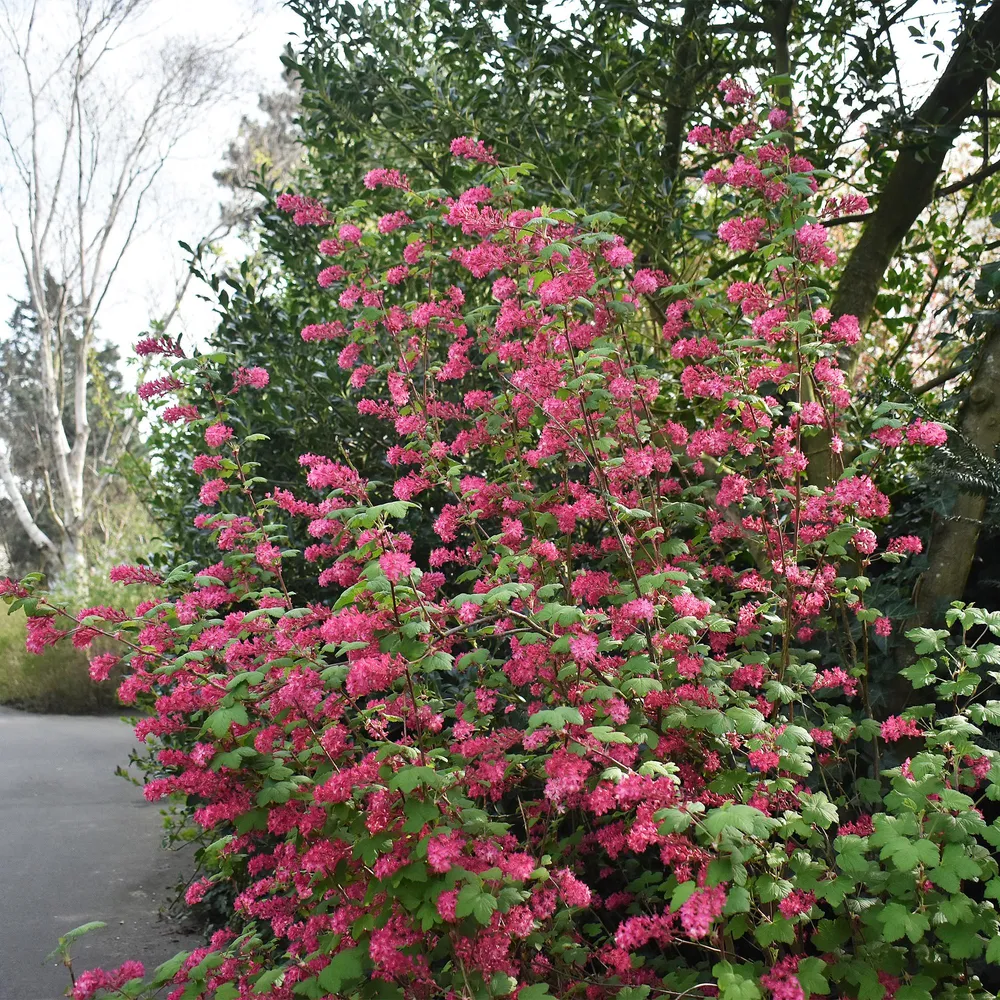 ❤️ Ribes sanguineum ‘King Edward’ – Sierbes Everspring
