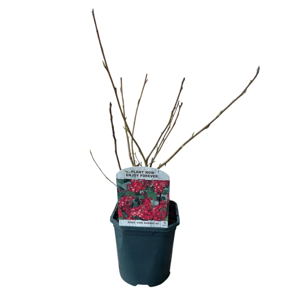 ❤️ Ribes sanguineum ‘King Edward’ – Sierbes Everspring