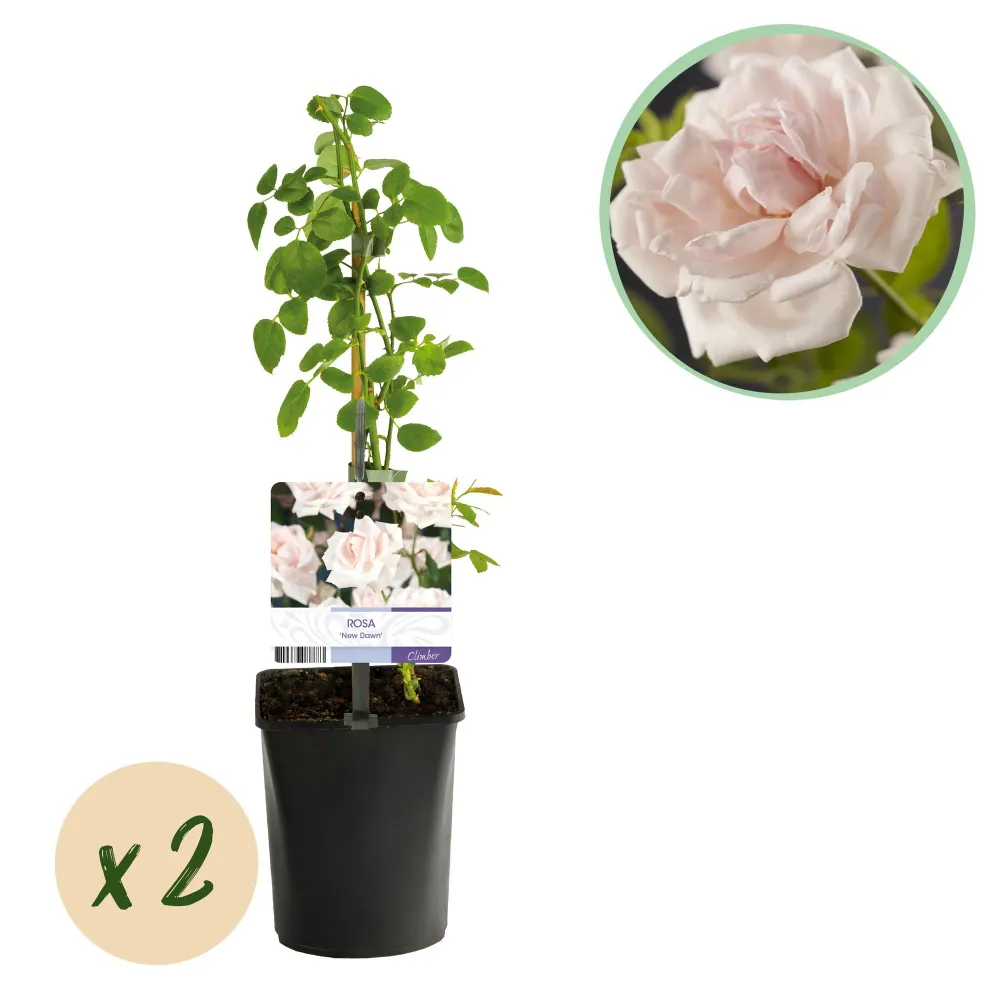 🌹 Rosa ‘New Dawn’ – Klimroos (2 Stuks) Everspring