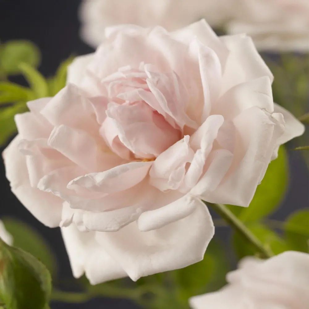 🌹 Rosa ‘New Dawn’ – Klimroos (2 Stuks) Everspring