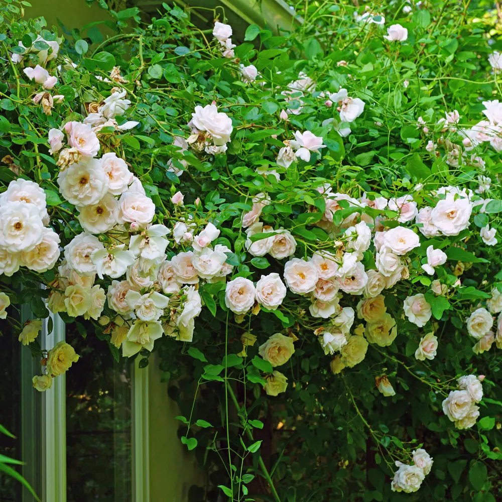 🌹 Rosa ‘New Dawn’ – Klimroos (2 Stuks) Everspring