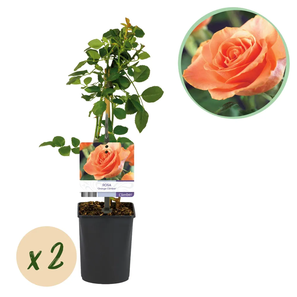 🧡 Rosa ‘Orange Climber’ – Klimroos (2 Stuks) Everspring