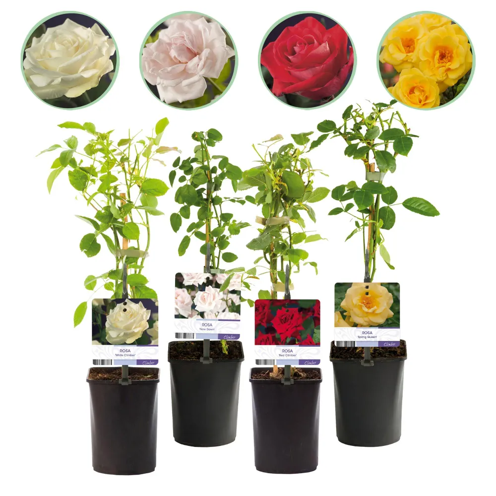 🌹 Rosa ‘Rainbow’ – Klimroos (4 Stuks) Everspring