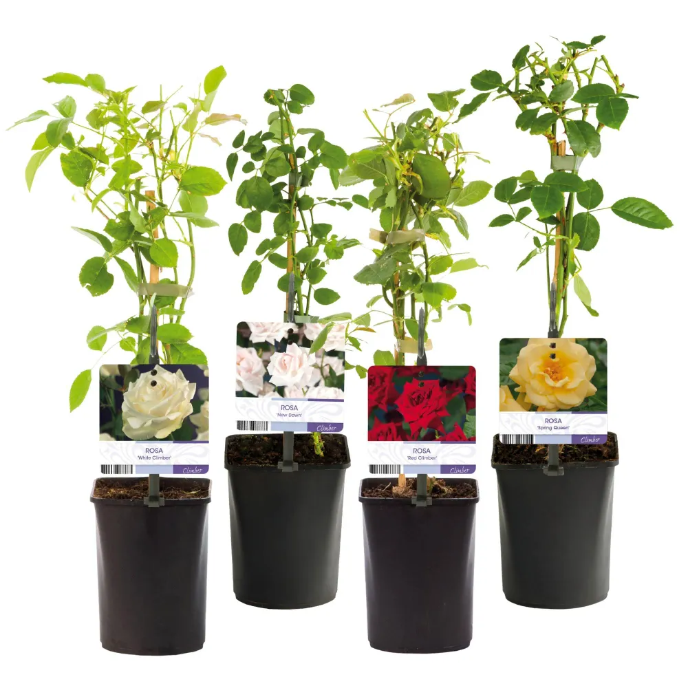 🌹 Rosa ‘Rainbow’ – Klimroos (4 Stuks) Everspring
