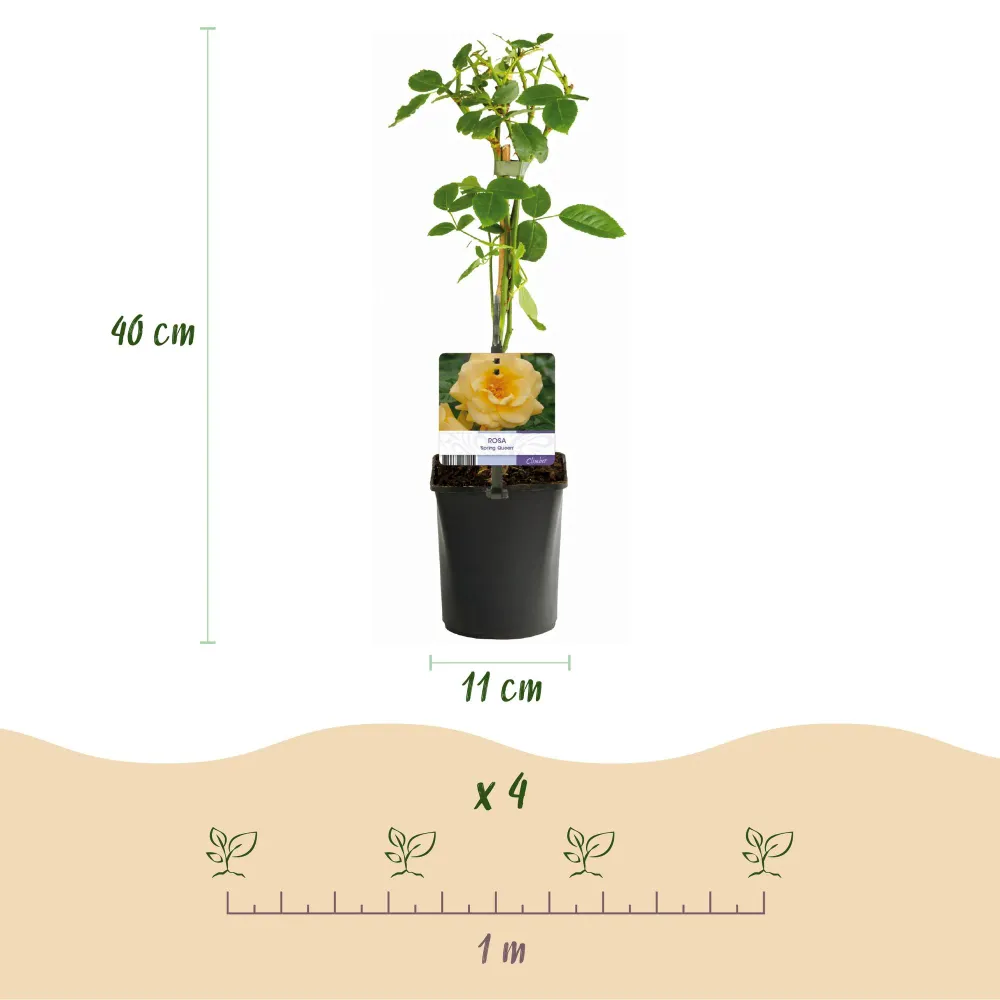 🌹 Rosa ‘Rainbow’ – Klimroos (4 Stuks) Everspring
