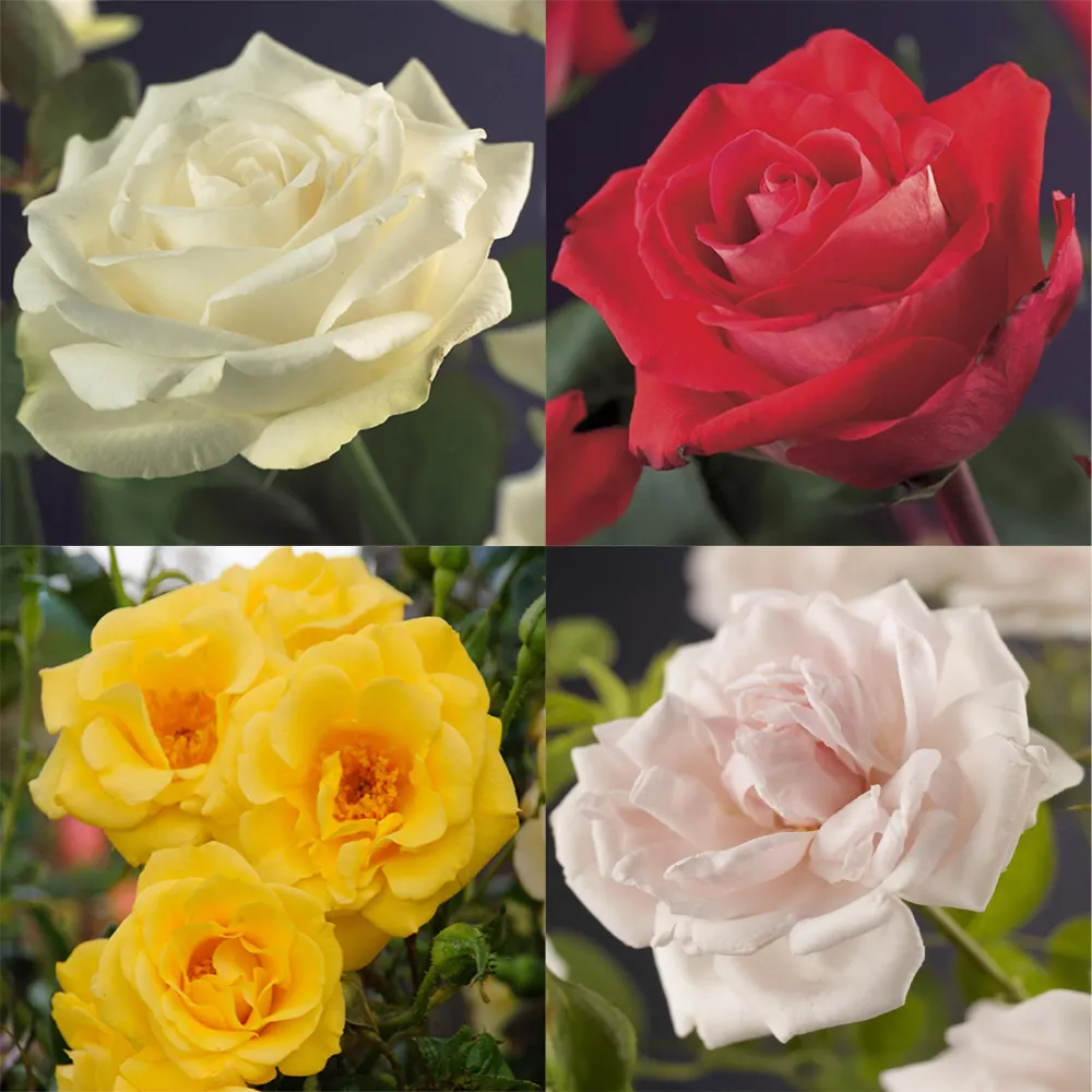 🌹 Rosa ‘Rainbow’ – Klimroos (4 Stuks) Everspring