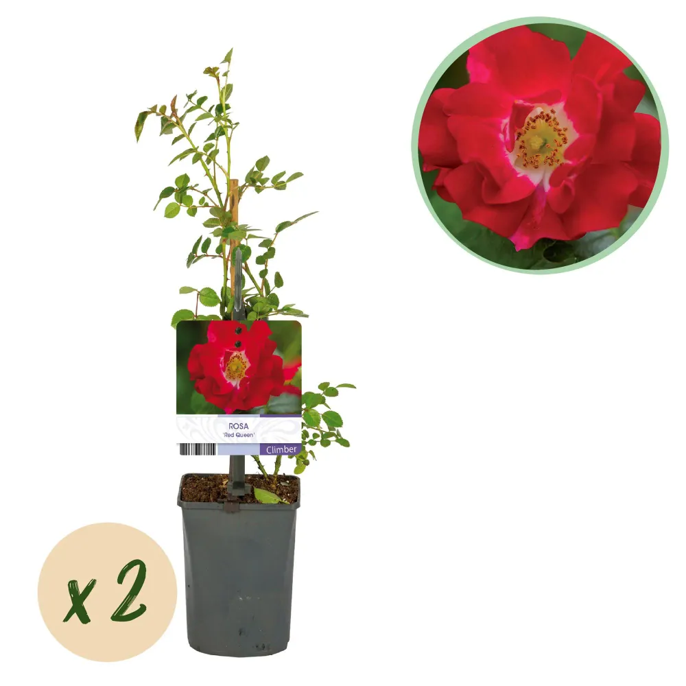 ❤️ Rosa ‘Red Queen’ – Klimroos (2 Stuks) Everspring