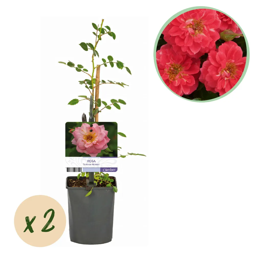 🌸 Rosa ‘Salmon Queen’ – Klimroos (2 Stuks) Everspring