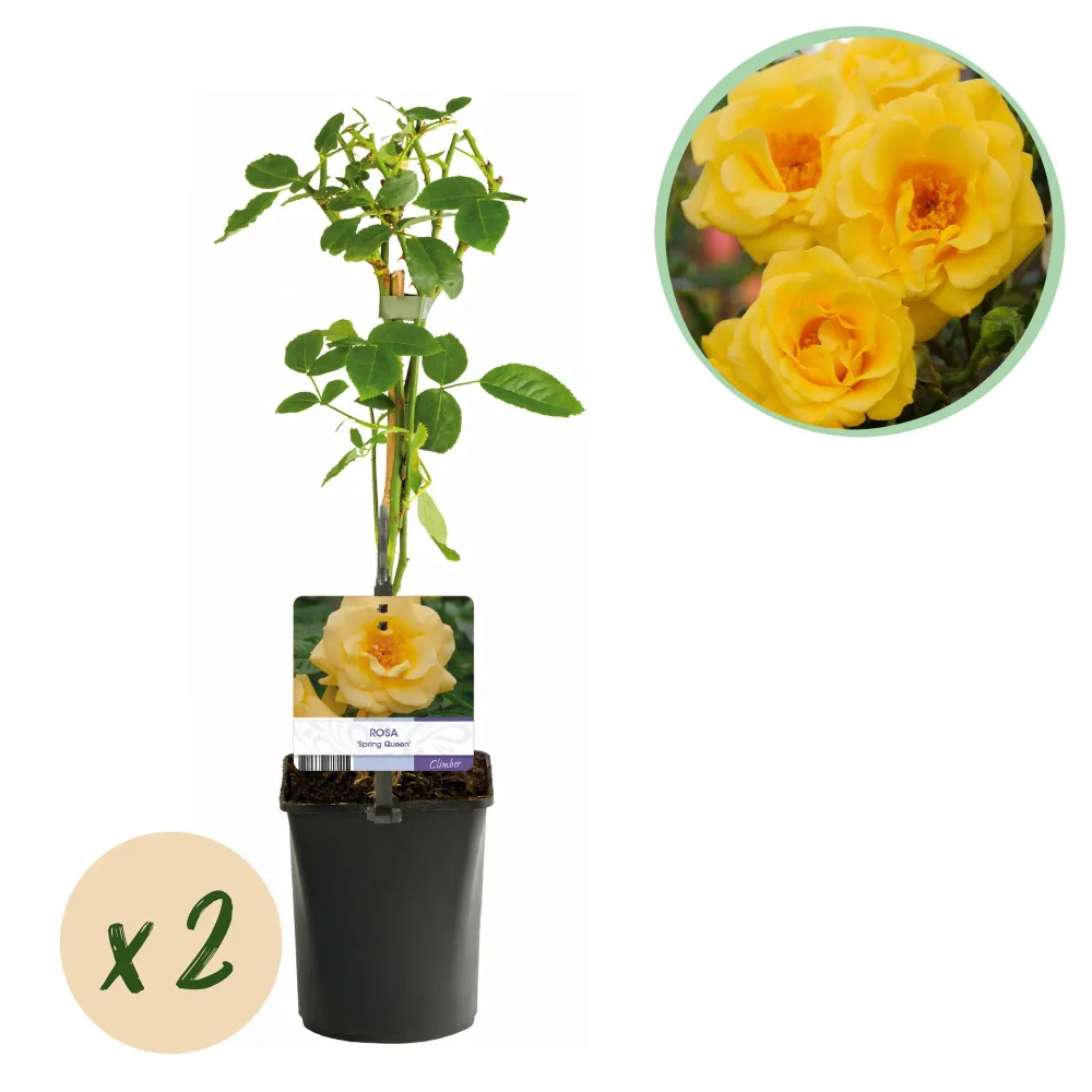🌼 Rosa ‘Spring Queen’ – Klimroos (2 Stuks) Everspring