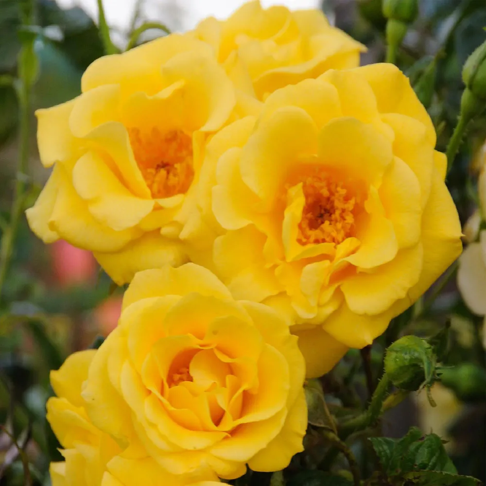 🌼 Rosa ‘Spring Queen’ – Klimroos (2 Stuks) Everspring