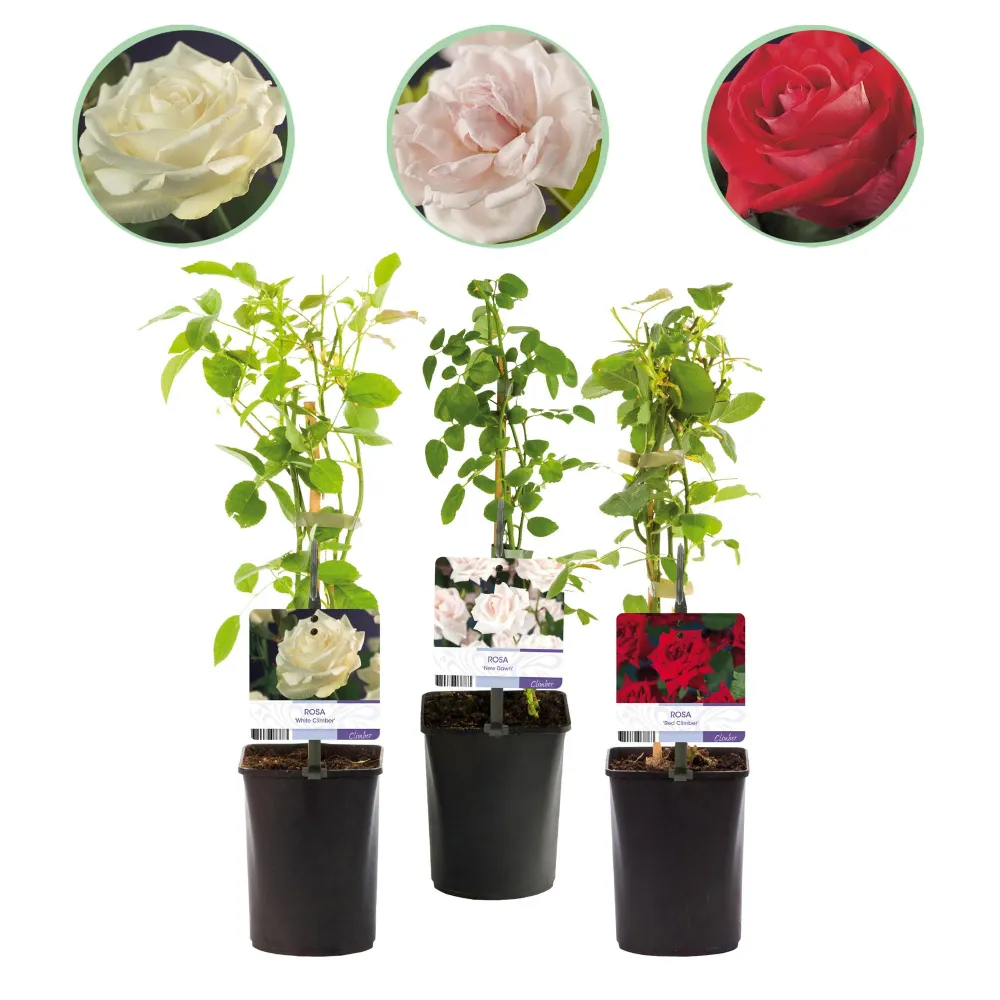🌹 Rosa ‘Tricolour’ – Klimroos (3 Stuks) Everspring