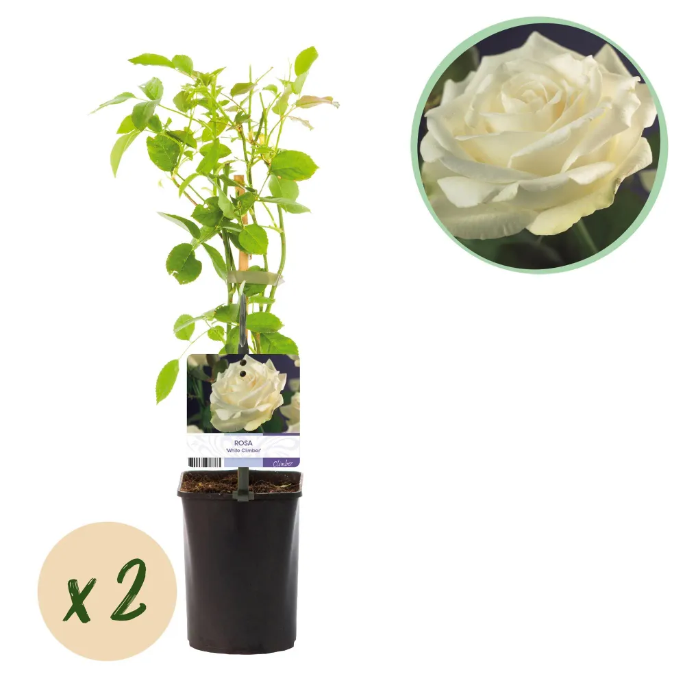 🤍 Rosa ‘White Climber’ – Klimroos (2 Stuks) Everspring