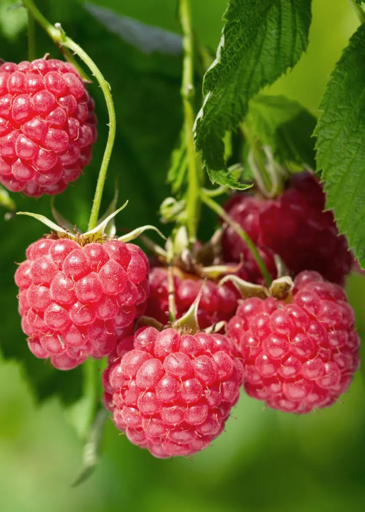🍓 Rubus idaeus ‘Malling Promise’ – Framboos (BIO) Everspring