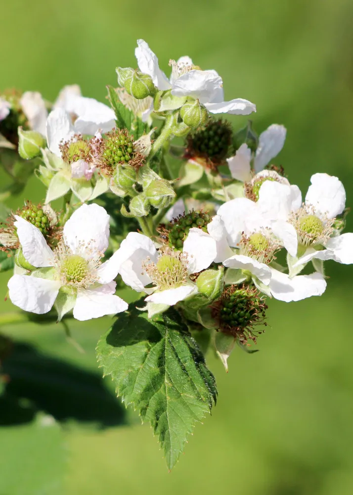 🍓 Rubus idaeus ‘Malling Promise’ – Framboos (BIO) Everspring