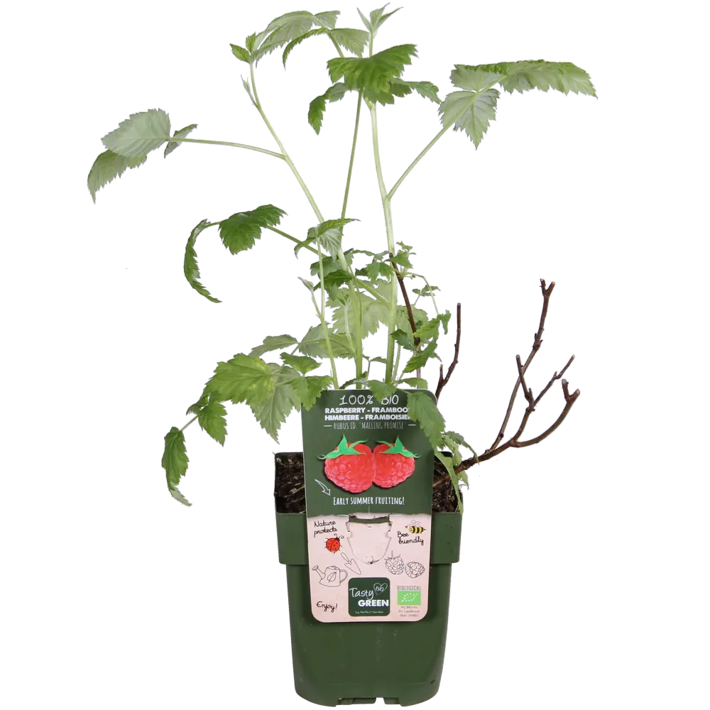 🍓 Rubus idaeus ‘Malling Promise’ – Framboos (BIO) Everspring