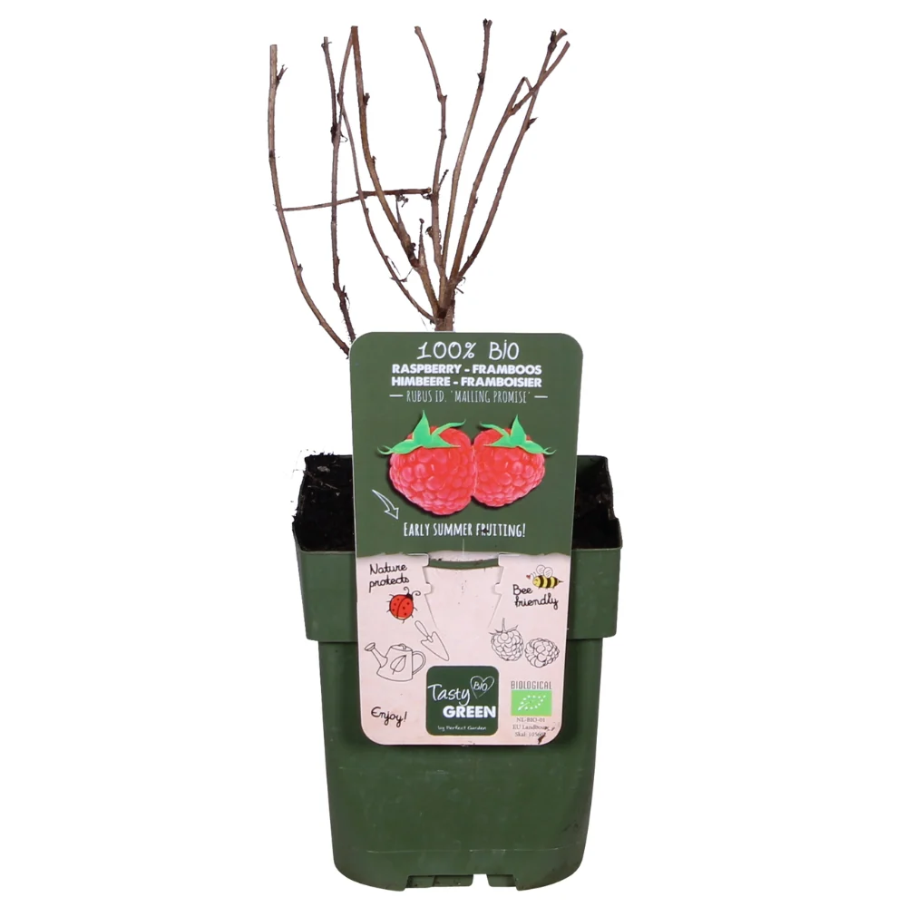 🍓 Rubus idaeus ‘Malling Promise’ – Framboos (BIO) Everspring