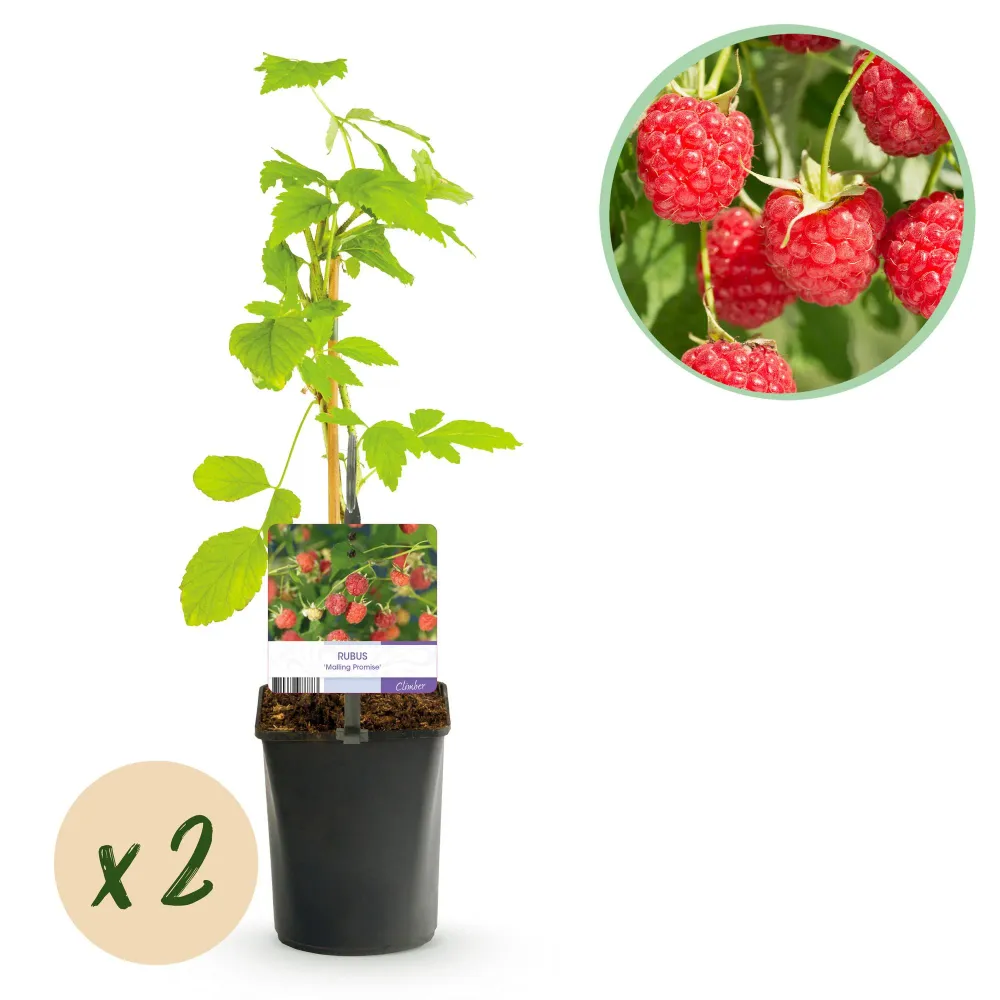 🍓 Rubus idaeus ‘Malling Promise’ – Framboos (2 Stuks) Everspring