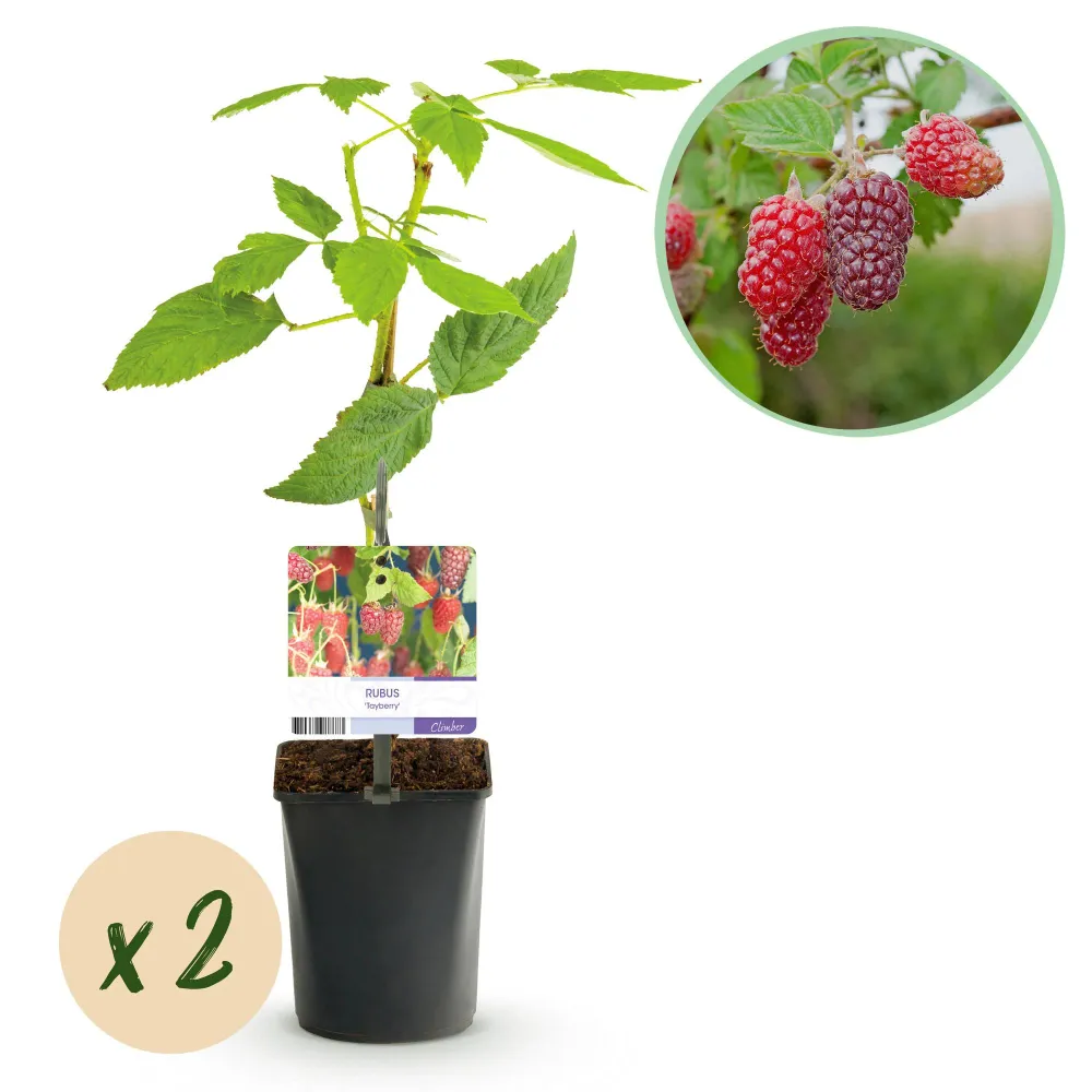 🍓 Rubus ‘Tayberry’ – Taybes (2 Stuks) Everspring