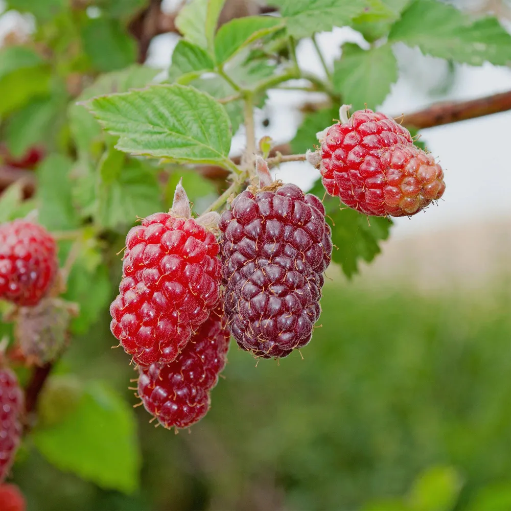 🍓 Rubus ‘Tayberry’ – Taybes (2 Stuks) Everspring
