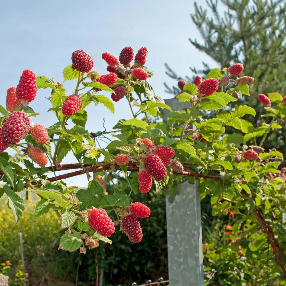🍓 Rubus ‘Tayberry’ – Taybes (2 Stuks) Everspring