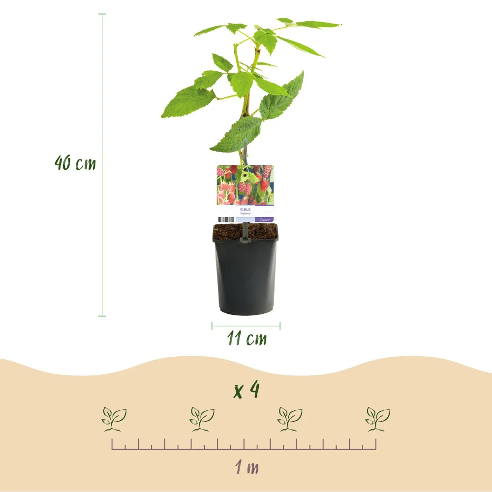 🍓 Rubus ‘Tayberry’ – Taybes (2 Stuks) Everspring