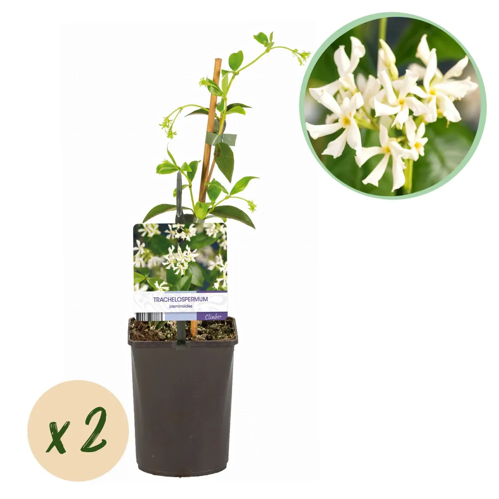 🌸 Trachelospermum jasminoides – Toscaanse Jasmijn (2 stuks) Everspring