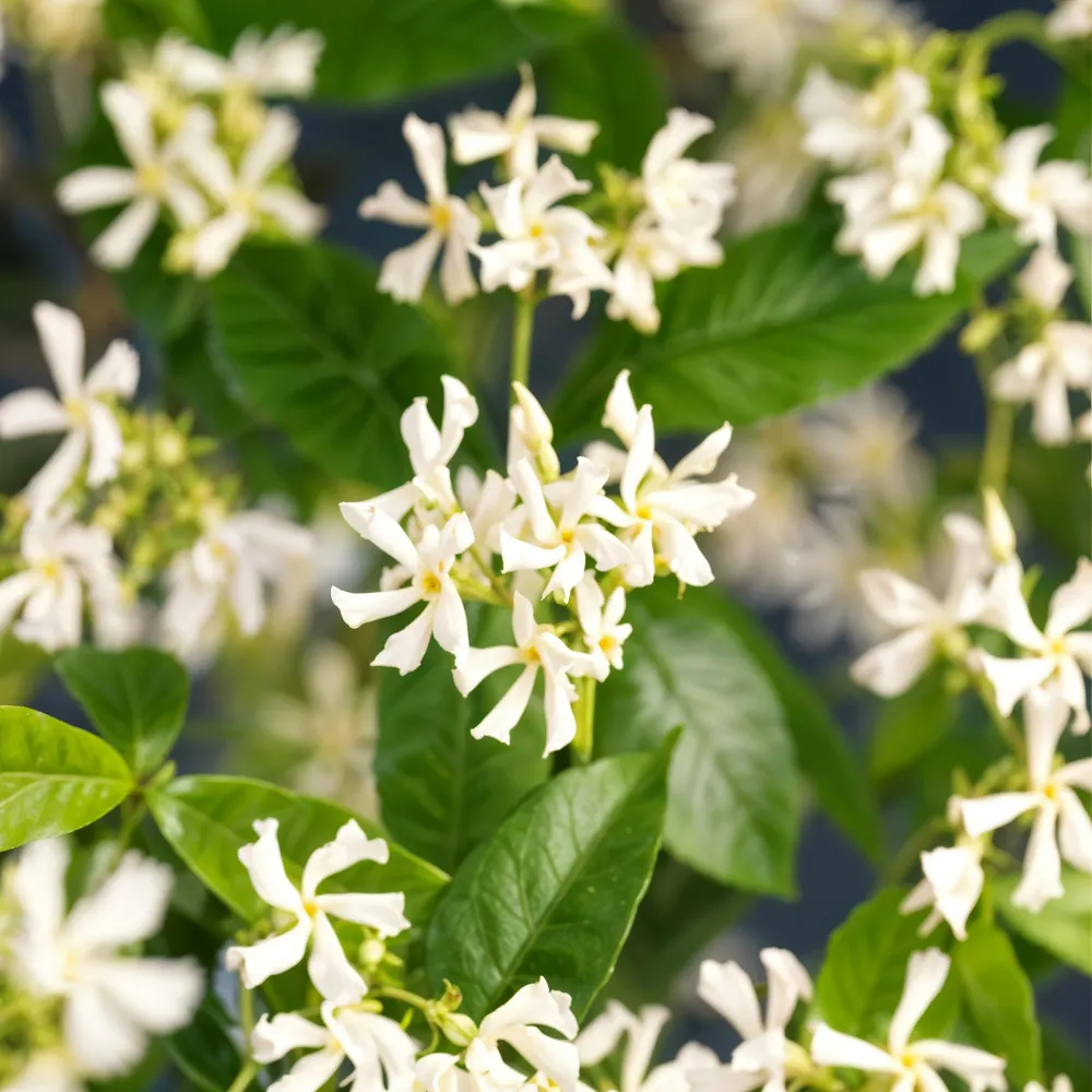 🌸 Trachelospermum jasminoides – Toscaanse Jasmijn (2 stuks) Everspring