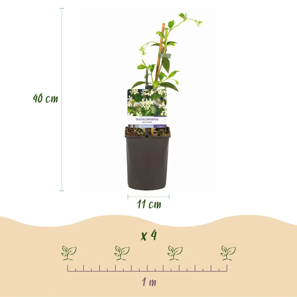 🌸 Trachelospermum jasminoides – Toscaanse Jasmijn (2 stuks) Everspring