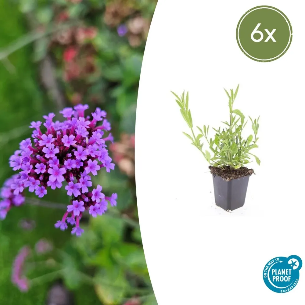 🦋 Verbena bonariensis – IJzerhard (6 Stuks) Everspring