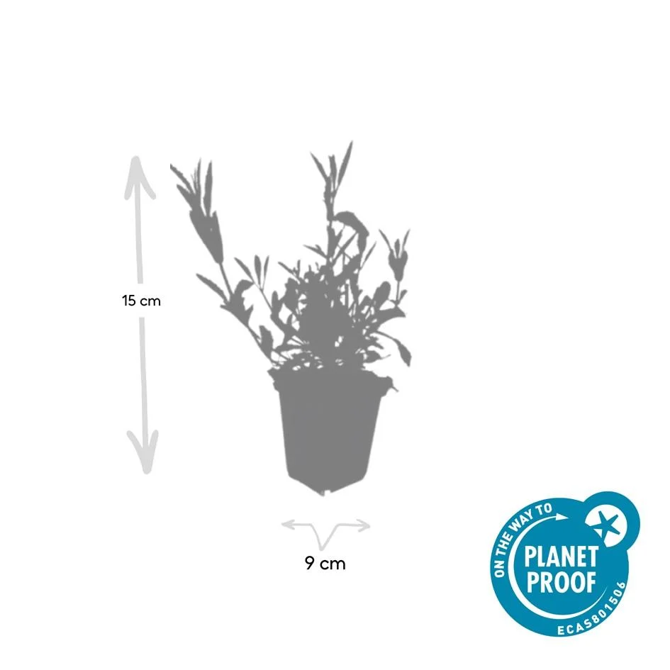 🦋 Verbena bonariensis – IJzerhard (6 Stuks) Everspring