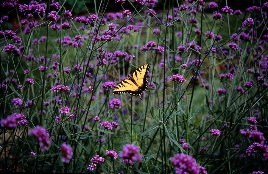 🦋 Verbena bonariensis – IJzerhard (6 Stuks) Everspring