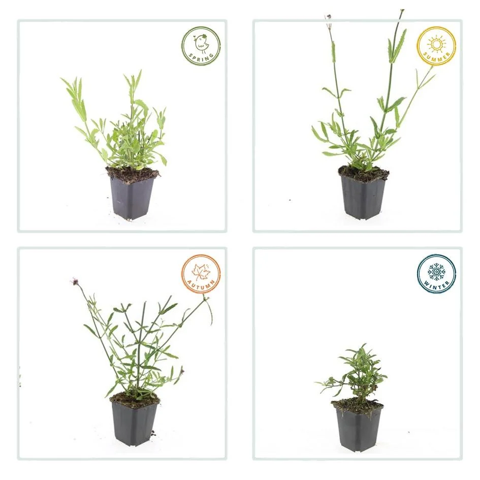 🦋 Verbena bonariensis – IJzerhard (6 Stuks) Everspring