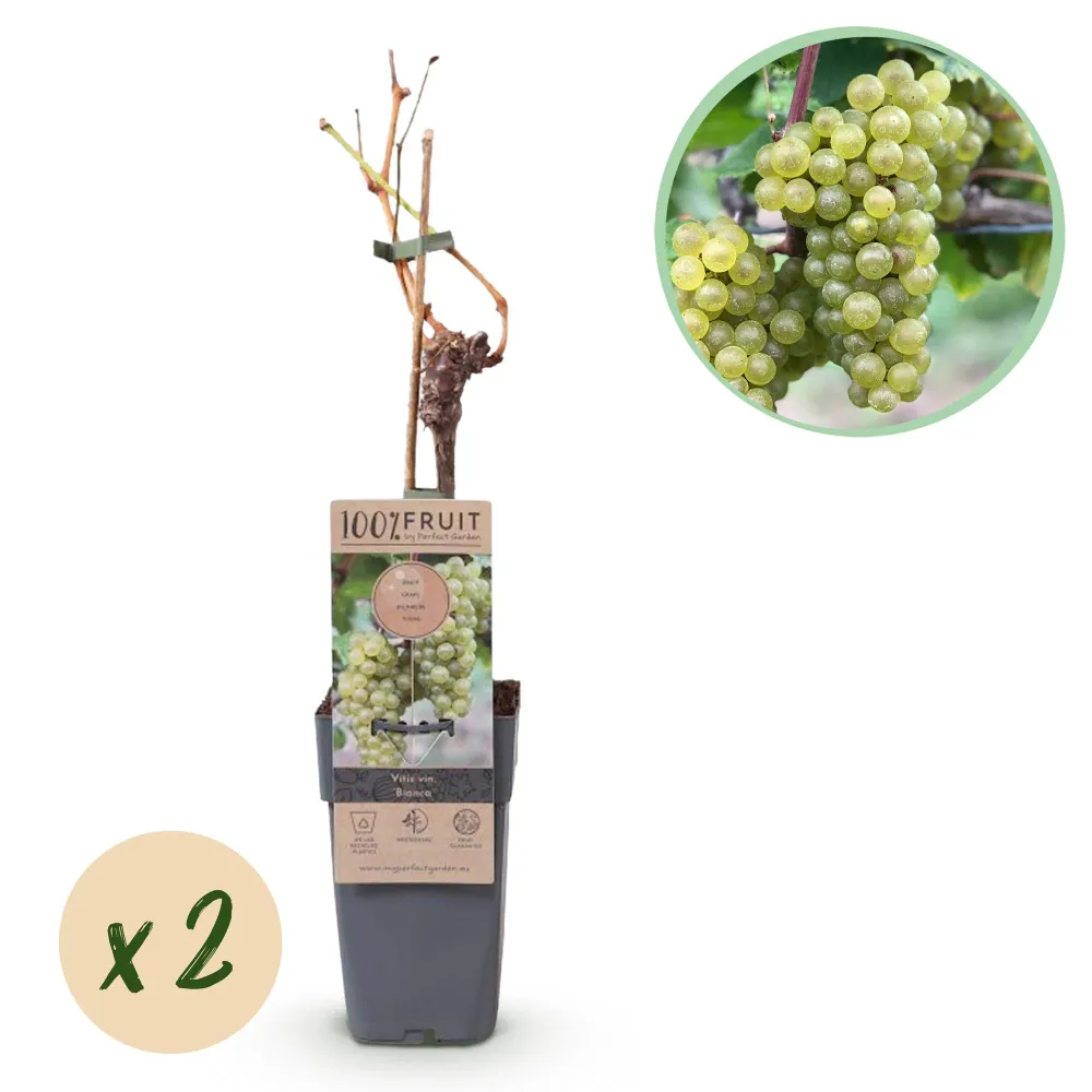 🍇 Vitis vinifera ‘Bianca’ – Witte Druif (2 Stuks) Everspring