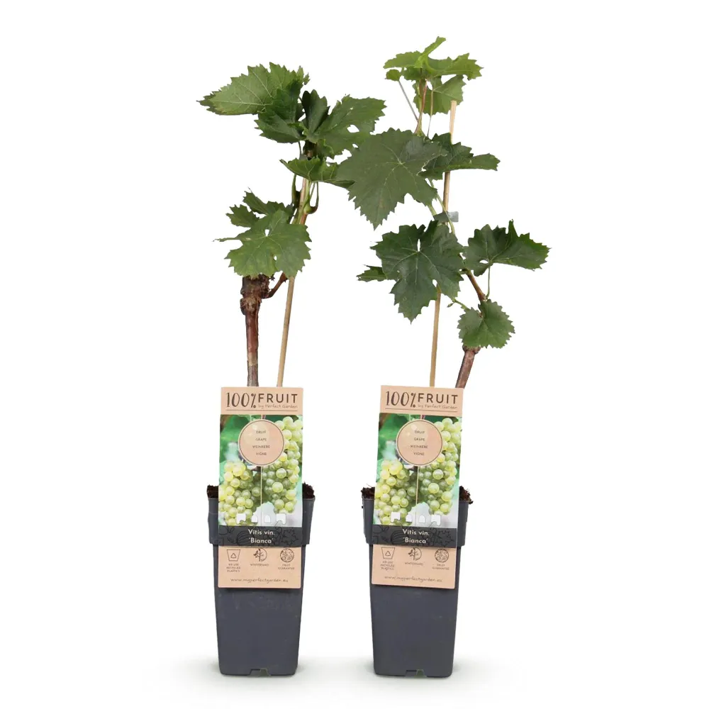 🍇 Vitis vinifera ‘Bianca’ – Witte Druif (2 Stuks) Everspring