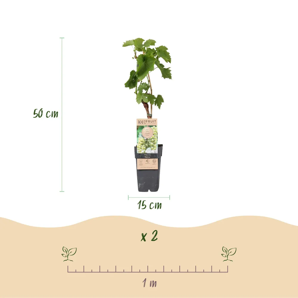 🍇 Vitis vinifera ‘Bianca’ – Witte Druif (2 Stuks) Everspring