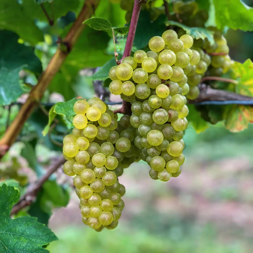 🍇 Vitis vinifera ‘Bianca’ – Witte Druif (2 Stuks) Everspring