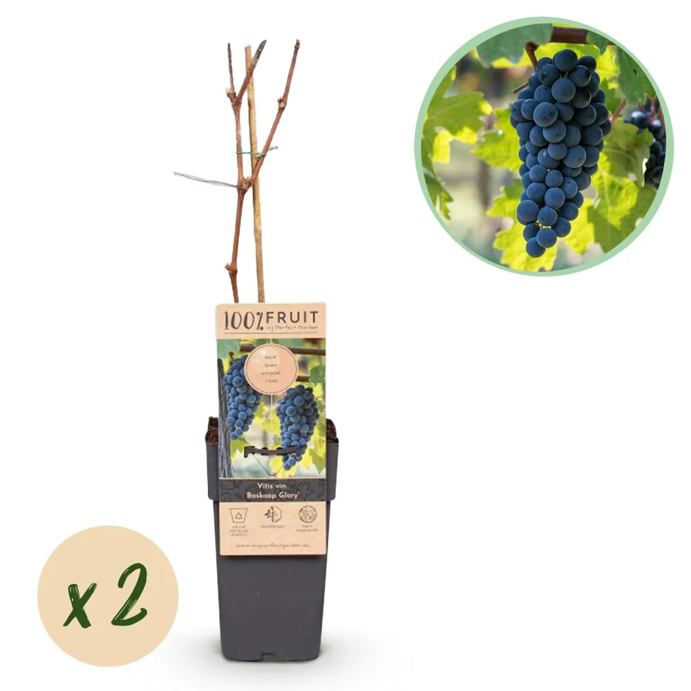 🍇 Vitis vinifera ‘Boskoop Glory’ – Blauwe Druif (2 Stuks) Everspring