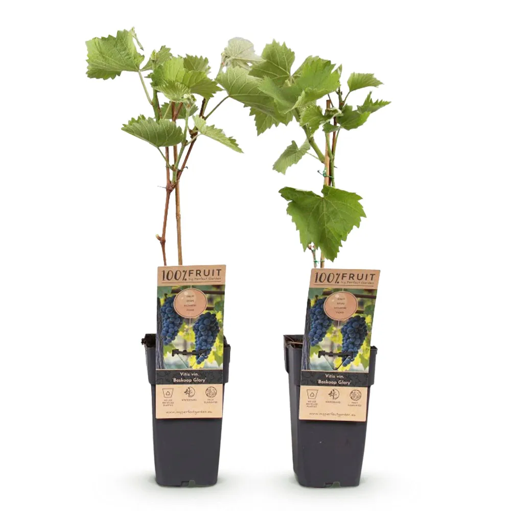 🍇 Vitis vinifera ‘Boskoop Glory’ – Blauwe Druif (2 Stuks) Everspring