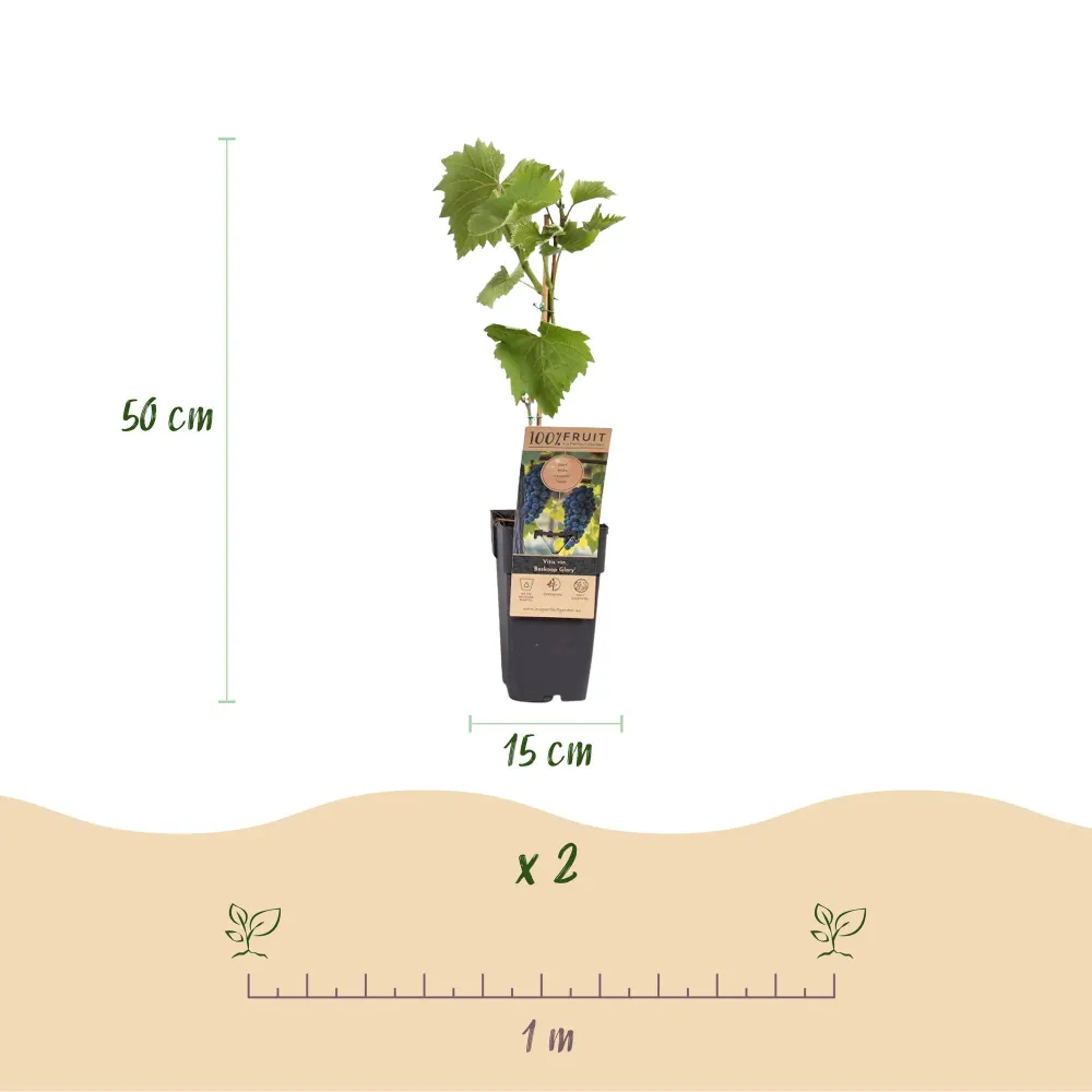 🍇 Vitis vinifera ‘Boskoop Glory’ – Blauwe Druif (2 Stuks) Everspring