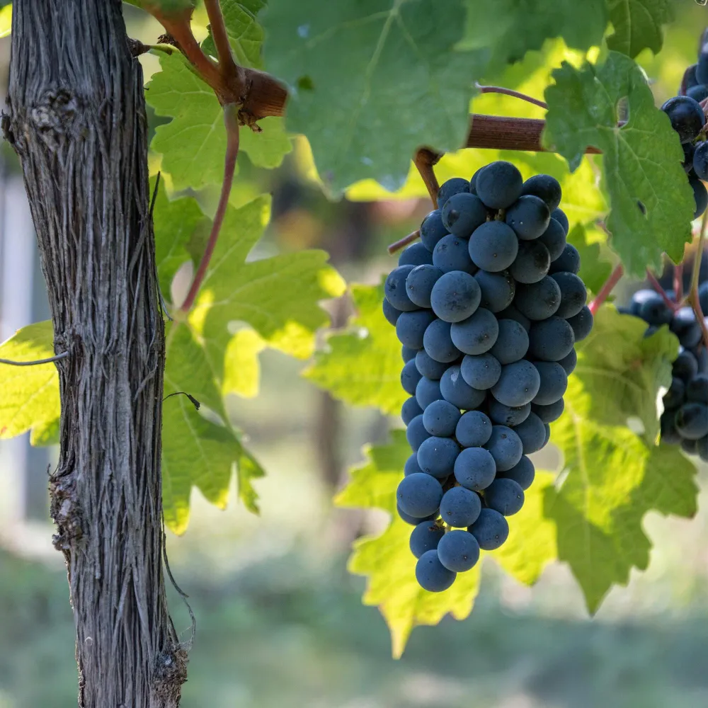 🍇 Vitis vinifera ‘Boskoop Glory’ – Blauwe Druif (2 Stuks) Everspring