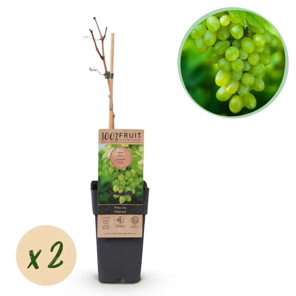 🍇 Vitis vinifera ‘Himrod’ – Witte Pitloze Druif (2 Stuks) Everspring